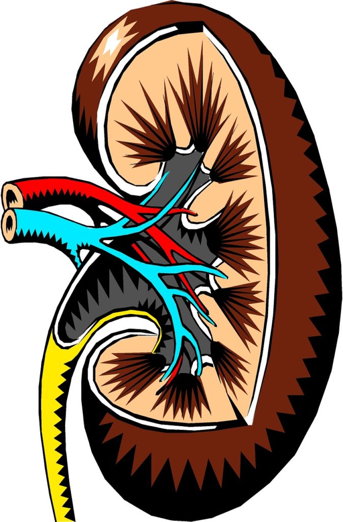 kidney, cross-section, medical